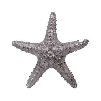 Marina Decorative Starfish (23 x 23cm)