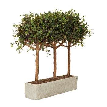 Angel Vine Pleached Tree - Green (54 x 60cm)