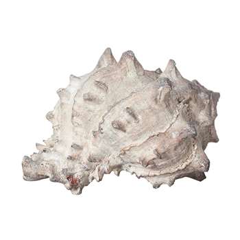 Faux Hexaplex Shell - Natural (9 x 13cm)