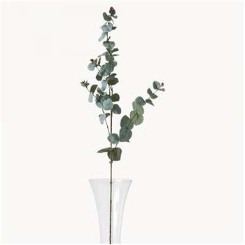 Sunbury Eucalyptus (Height 77cm)