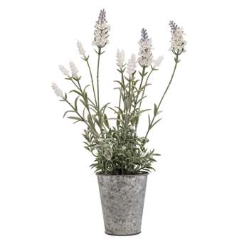 White Lavender in Steel Pot (38 x 15cm)