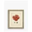 Brookpace, Red Coral III Framed Print & Mount, Red (H60 x W50 x D5cm)
