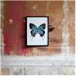Small Wooden Framed Butterfly Print - Evenus Coronata (H42 x W32 x D2cm)